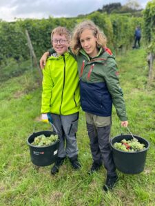 Traubenlese der Weinberg-AG